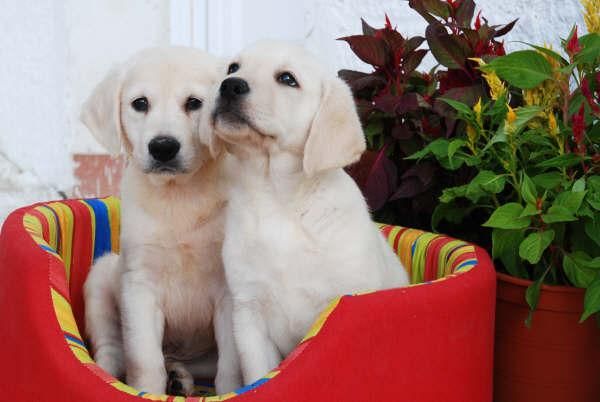 Impresionantes Labrador, cachorros dos meses