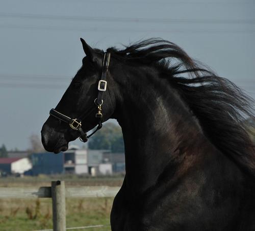 Stermare caballo Freisian para la venta