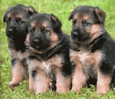 2 machos y cachorros femeninos Pastor Alemán