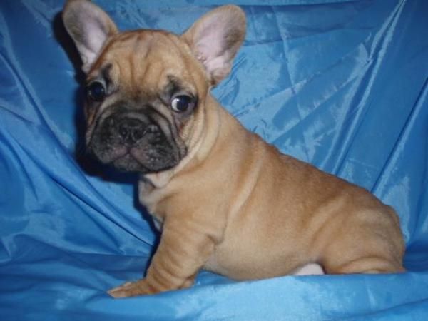 BULLDOG FRANCES(MACHO Y HEMBRA) 120