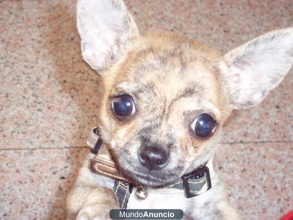 Chihuahua busca novia