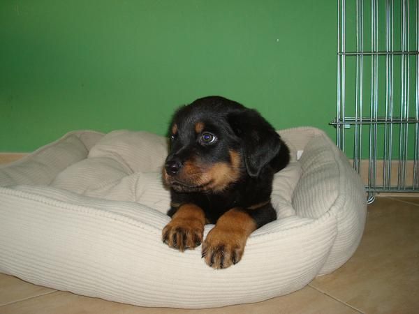 EL RINCON DEL CACHORRO ROTTWEILER DISPONIBLES