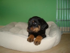 EL RINCON DEL CACHORRO ROTTWEILER DISPONIBLES - mejor precio | unprecio.es