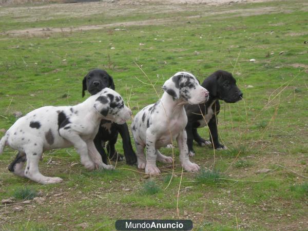 ESPECTACULAR CAMADA DE DOGO ALEMAN