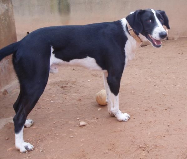 MUCHOS PERROS NECESITADOS DE UN HOGAR EN LA PROTECTORA DE PICASSENT(VALENCIA)