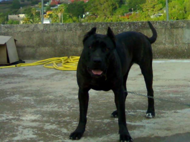 Presa Canario