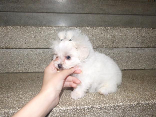 PEQUEÑINES CACHORRITOS DE BICHON MALTES