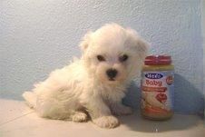 BICHON  MALTES  TOY   615