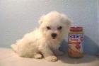 BICHON MALTES TOY 615 - mejor precio | unprecio.es