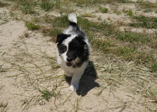 Border Collie camada lista para entregar