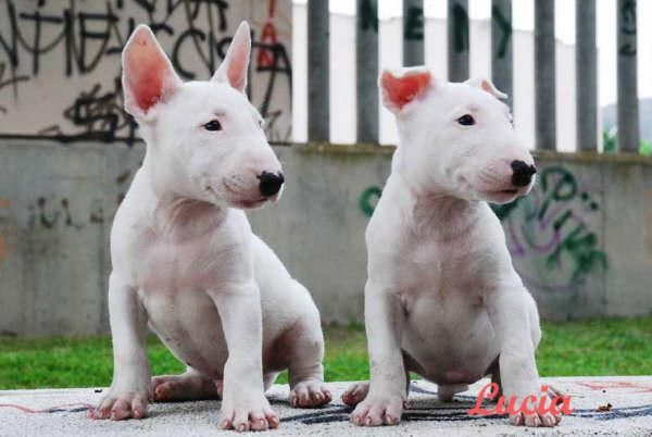 Bullterrier,excelentes cachorros