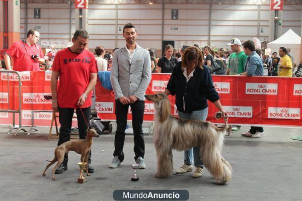 Cachorritos de Galgo Italiano