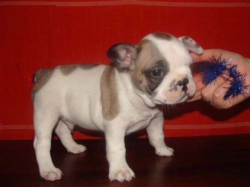 CACHORROS BULLDOG FRANCES CRIA FAMILIAR