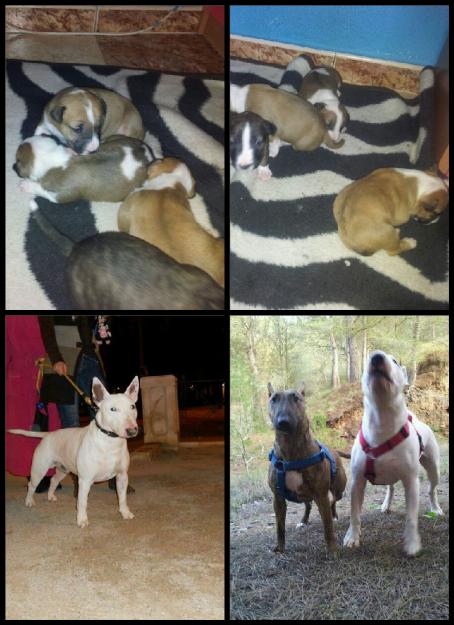 cachorros de bull terrier