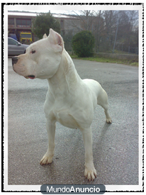 CAMADA DOGO ARGENTINO