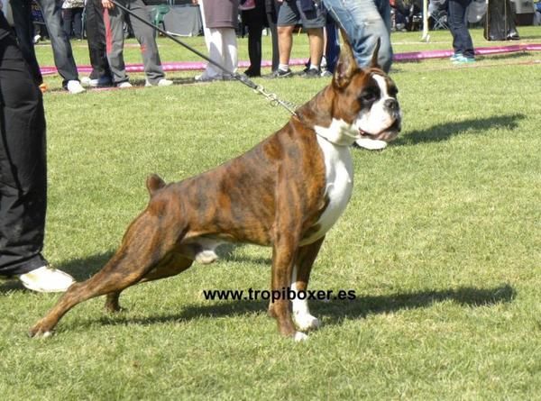 ¡Atención¡Excelente Camada de Boxer Para Exposicion y compañia