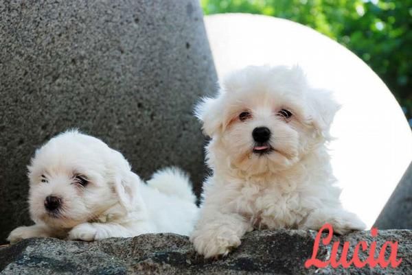 Bichon Maltés, preciosos ejemplares