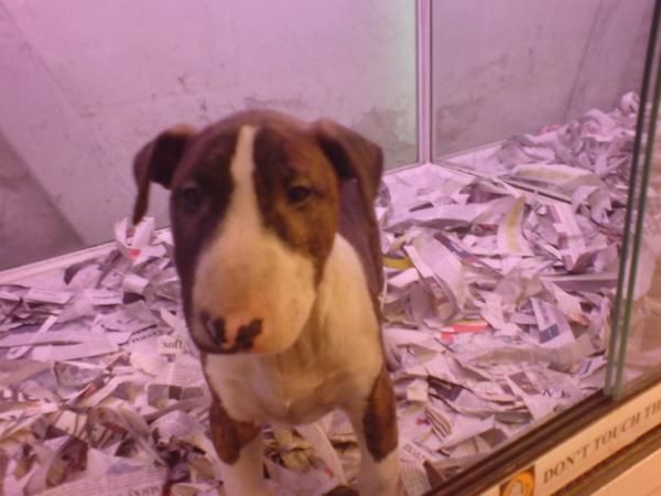 Bull Terrier cachorros en venta