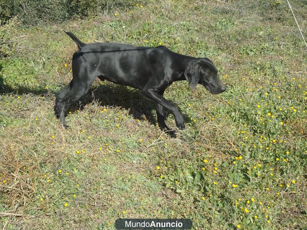 CACHORROS BRACO ALEMAN