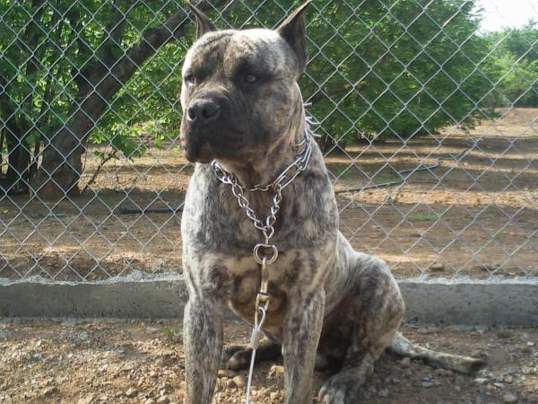 cachorros de dogo canario