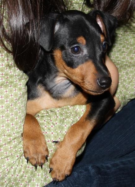 Cachorros de MINI PINSCHER con pedigree de la RSCE