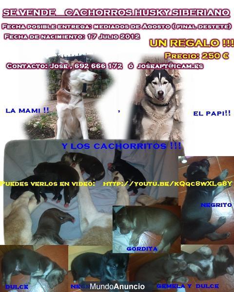 cachorros HUSKYS,  3 hembras marroncitas