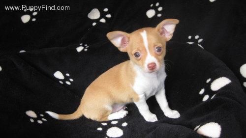 Este cachorrito puede ser tu Chihuahua