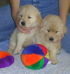 Golden Retriever Cachorros con buen pedigree