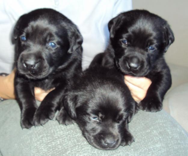 labrador retriever negro