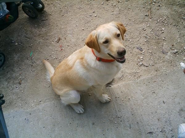 se vende labradora muy docil