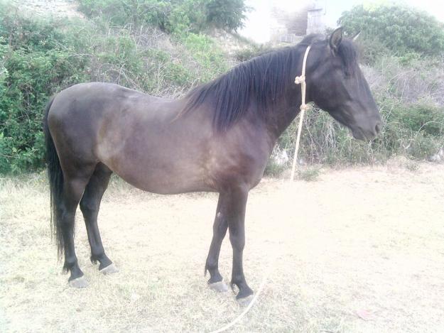 VENDO CABALLO NEGRO BARATO