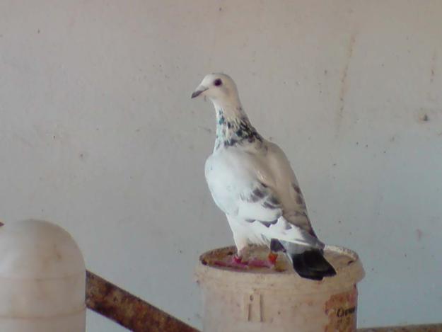 VENTA DE PALOMAS MENSAJERAS