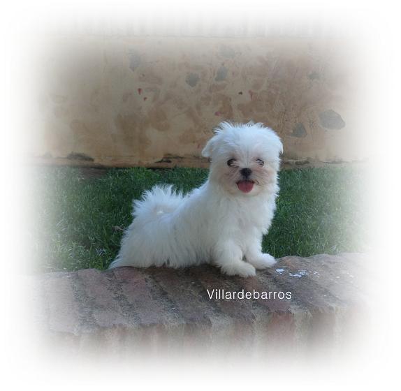 bichon maltes miniaturas