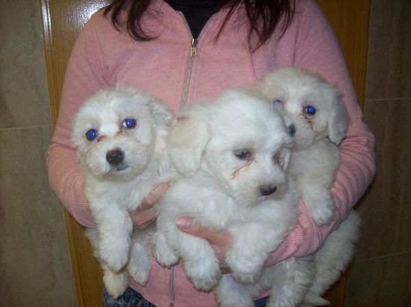 Cachorretes de BICHON MALTES con PEDIGREE - 550 -