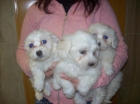 Cachorretes de BICHON MALTES con PEDIGREE - 550 - - mejor precio | unprecio.es