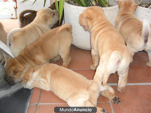 CACHORROS DE SHAR-PEI