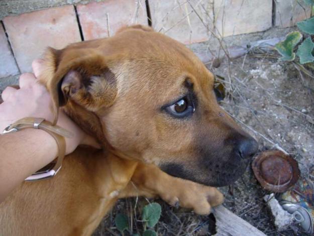 Ceus, CACHORRO En la calle