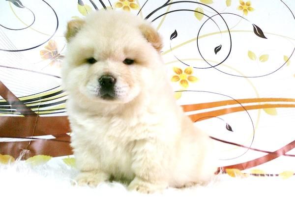 CHOW CHOW CALIDAD Y BELLEZA