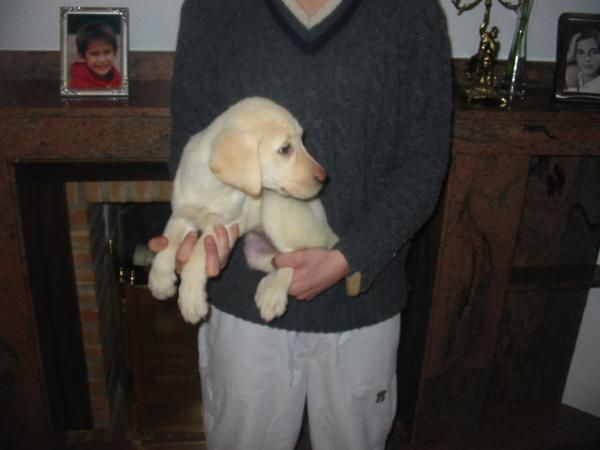 Labrador retriever,cachorros,dorados y negros.