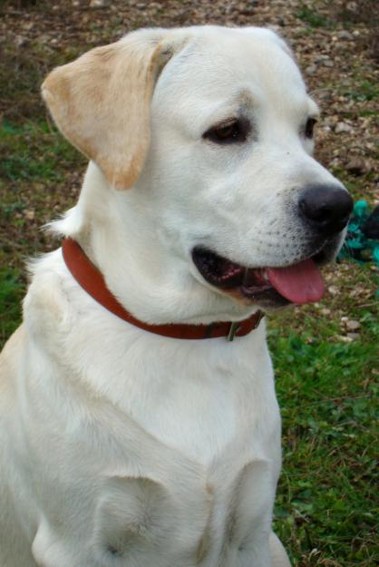 SE OFRECE LABRADOR MACHO PARA MONTA EN HUELVA