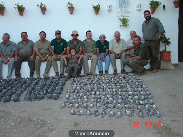 TIRADA DE PALOMAS TORCACES EN CORDOBA