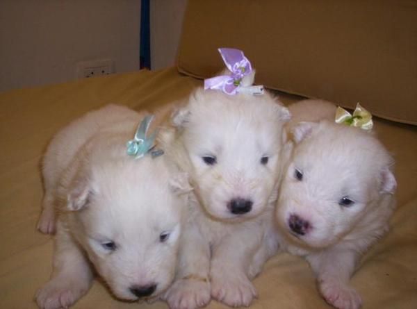 ultimos Cachorritos de samoyedo a buen precio