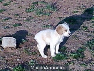 VENDO CACHORROS BRETON TIENEN UN MES