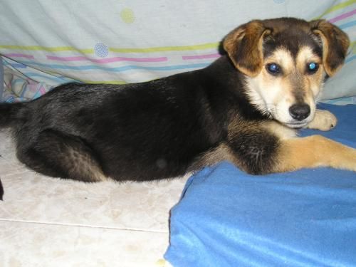 ---  HABANA --- CACHORRITA p.alemán/husky