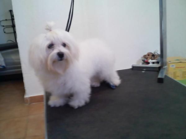 cachorra de BICHON MALTES CON PEDIGREE 380