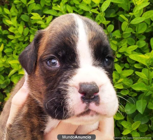 Cachorros boxer de silvecan