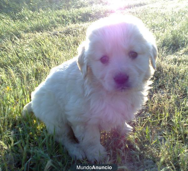 GOLDEN RETRIEVERS