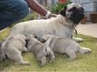 Impresionantes Carlino, cachorros de dos meses   105