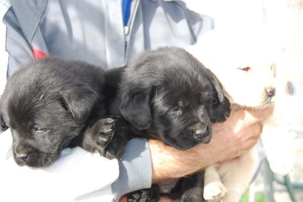 inmejorables LABRADOR RETRIEVER CON PEDIGREE 360 EUROS