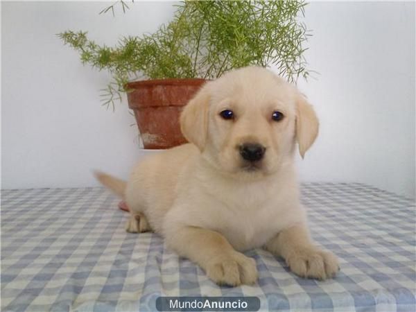 Labradores ( Blanco Arena ) Machos y Hembras Disponibles